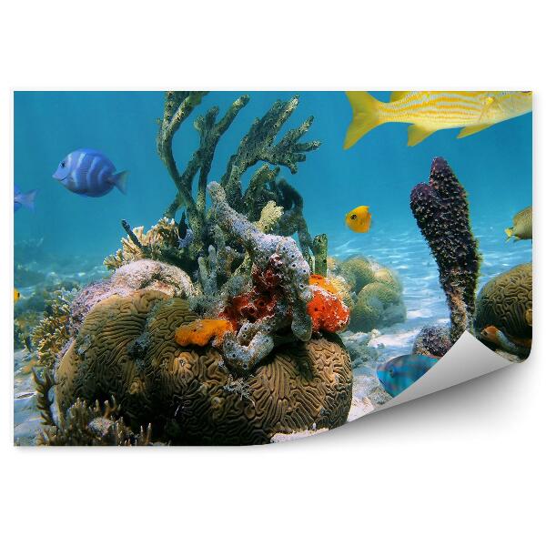 Decor fototapet Recif De Corali Mare Caraibe Pește Colorat