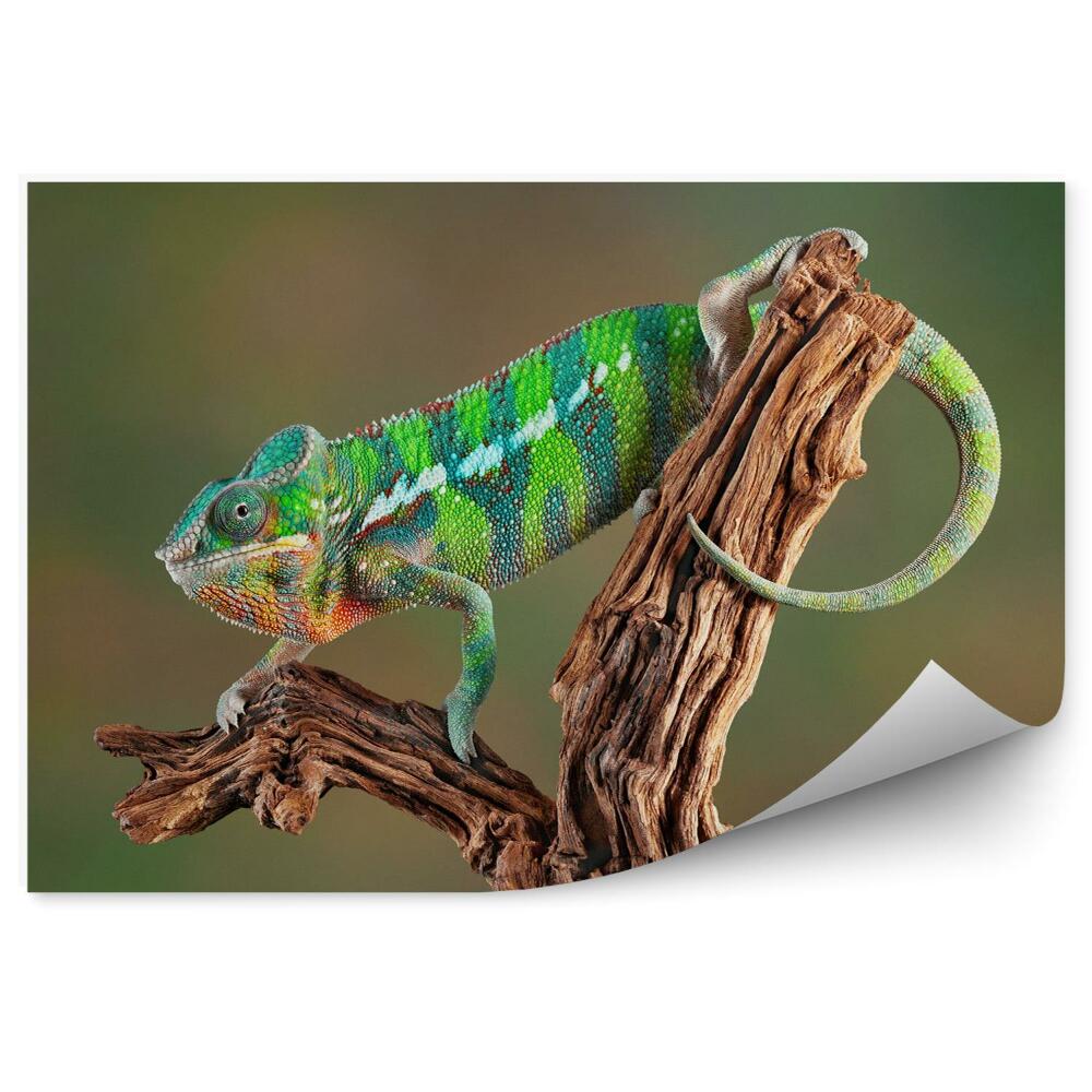 Fototapet pentru perete Chameleon