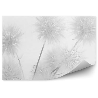 Fototapet perete Frumos gazon alb de păpădie