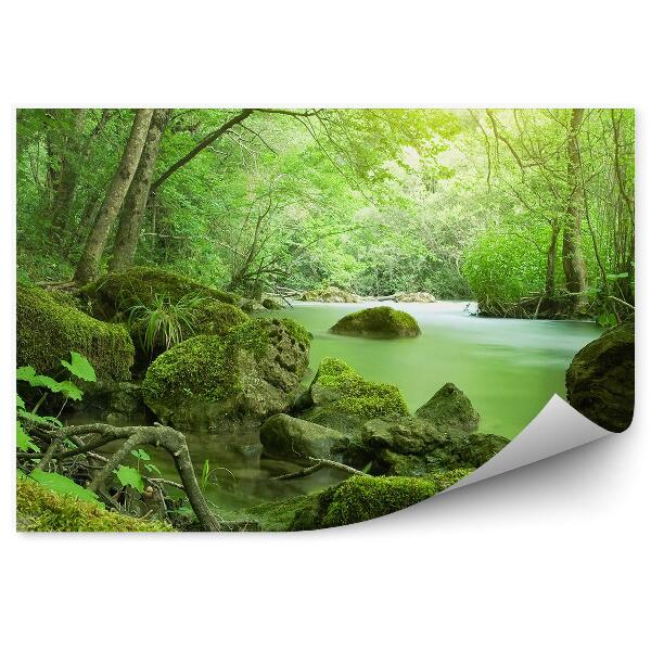 Fototapet pentru perete Râu Verde Pădure Arbori Vegetație