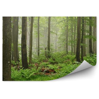 Fototapet vintage Pădure De Ceață Verde