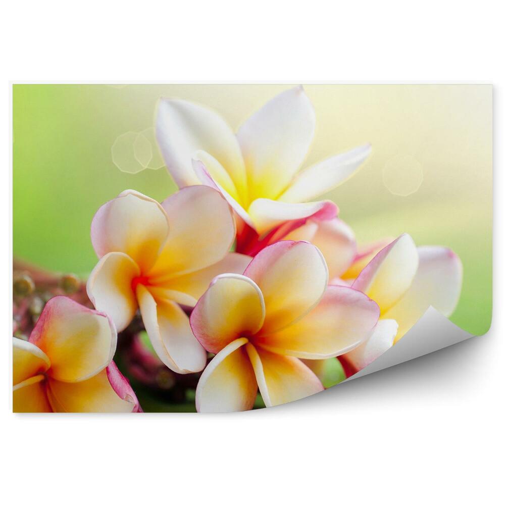 Fototapet pentru perete Fundal verde cu flori tropicale de plumeria