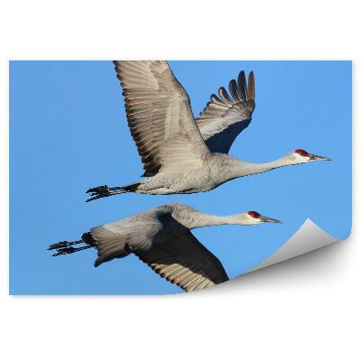 Fototapet Macarale Zburătoare Pe Cerul Albastru