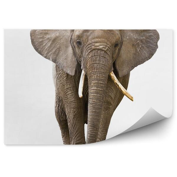 Fototapet vintage Elefant African Pe Fundal Alb