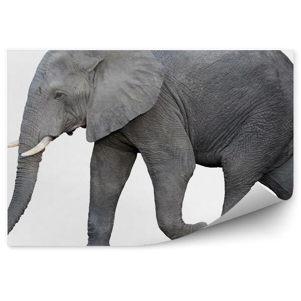 Fototapet pentru perete Elefant African Din Lateral Pe Un Fundal Alb
