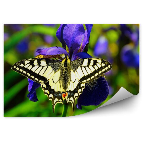 Fototapet pentru perete Iris violet fluture monarh fundal verde