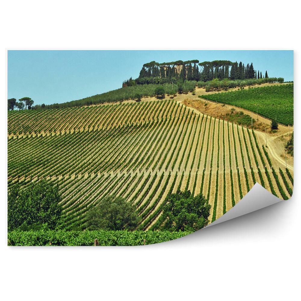 Fototapet perete Câmpurile De Viță De Vie Din Toscana