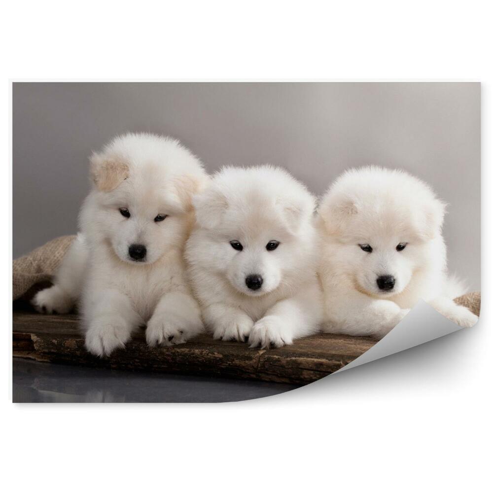 Fototapet perete White puppies