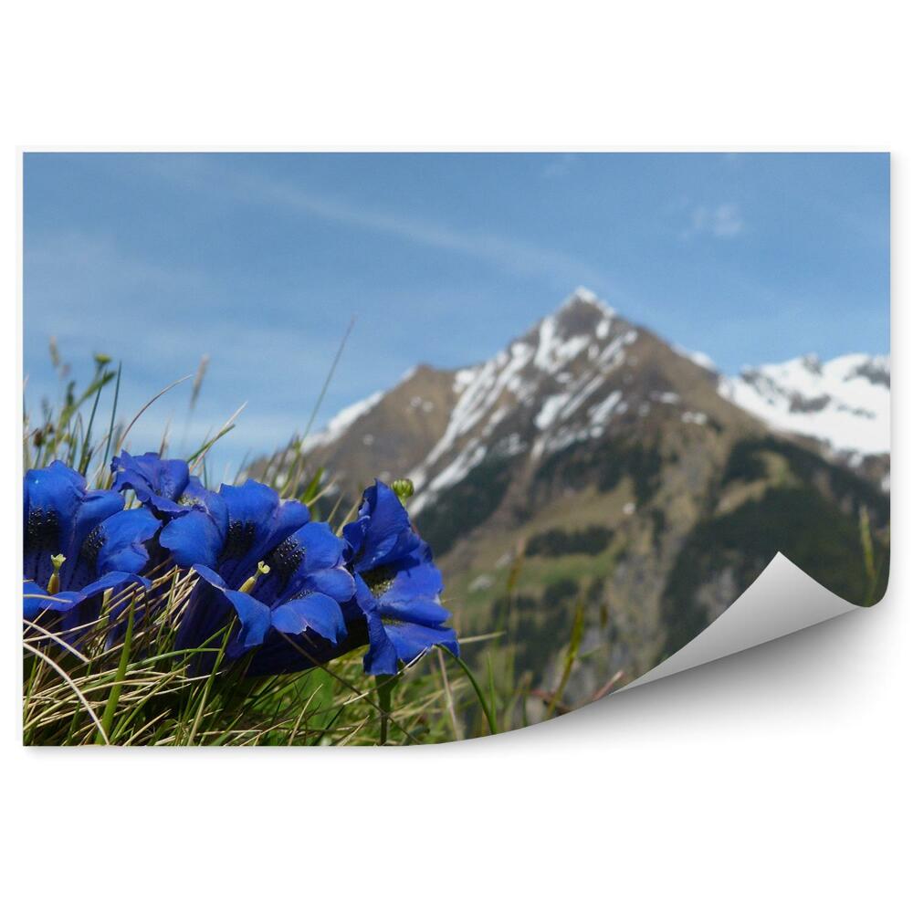 Decor fototapet Munții Mont Blanc Iarnă Zăpadă Iarbă Flori Cer Alpi