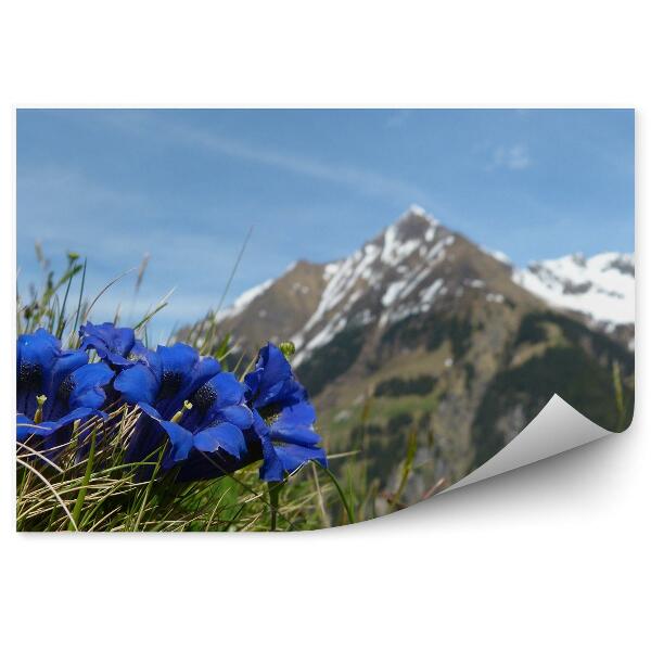 Decor fototapet Munții Mont Blanc Iarnă Zăpadă Iarbă Flori Cer Alpi
