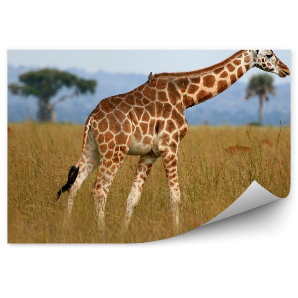 Decor fototapet Girafă Printre Iarba Savanei