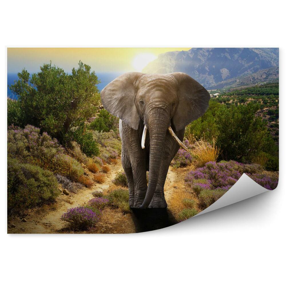 Fototapet perete Elephant on the road at sunset