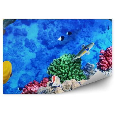 Fototapet perete Scena Recifului De Corali