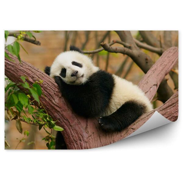 Fototapet vintage Panda Adormit Pe Un Ciot