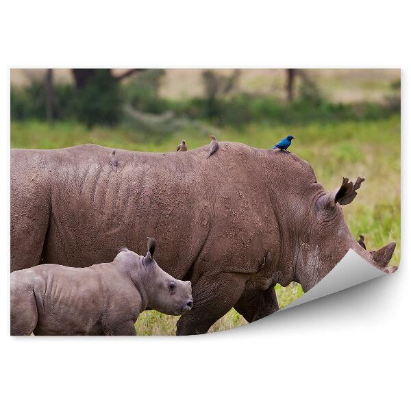 Decor fototapet Rinocer Kenia păsări natura vegetație