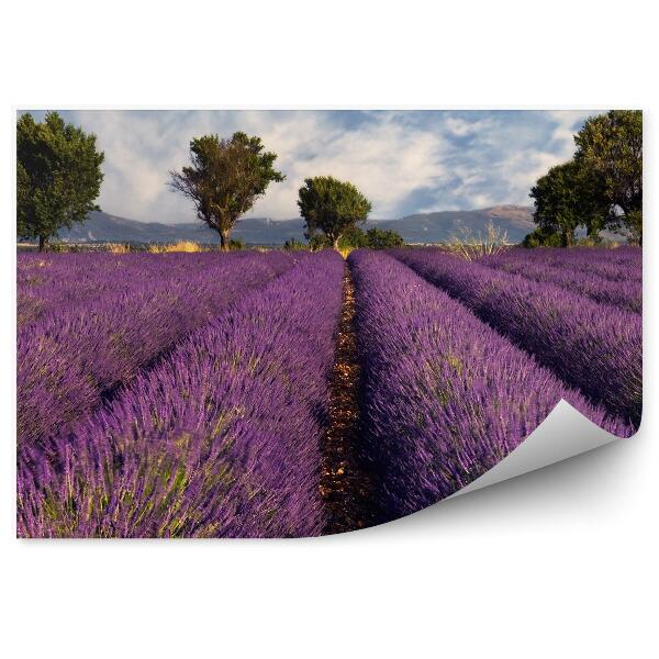 Fototapet perete Câmp De Lavandă Provence Franța Copaci Munți Cer Nori