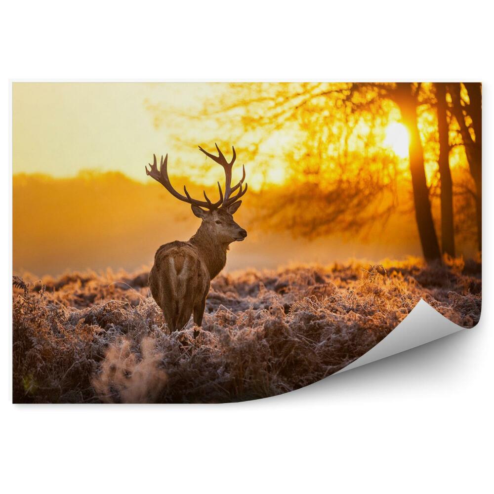 Decor fototapet Red deer in the morning sun