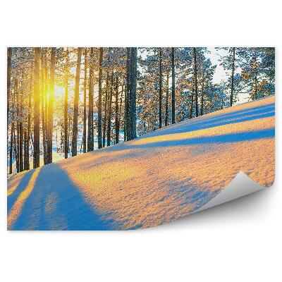 Fototapet vintage Pădure De Conifere De Iarnă Răsărit