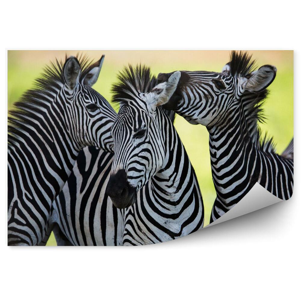 Fototapet vintage Zebras