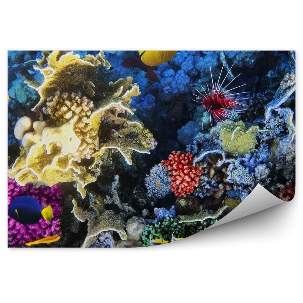 Fototapet vintage Pește De Coral În Marea Roșie