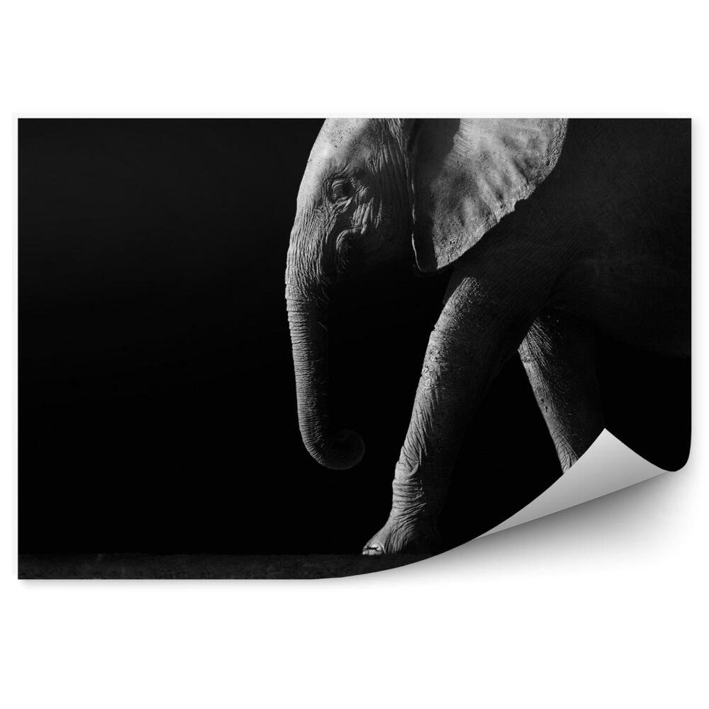 Fototapet Elephant