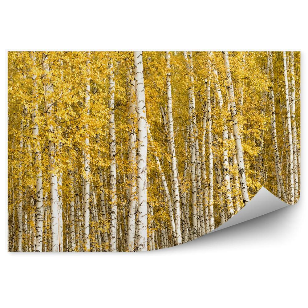 Decor fototapet Mesteacăn Galben Lasă Copaci De Pădure De Toamnă