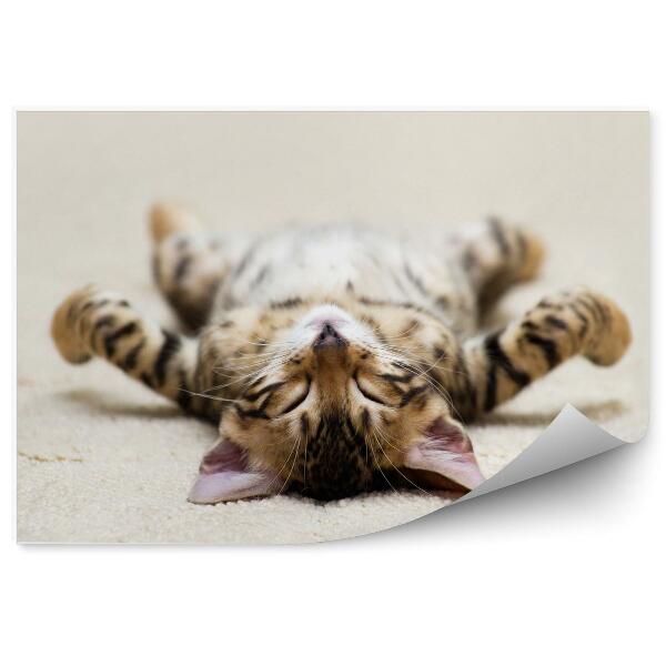 Fototapet pentru perete Sweet kitten