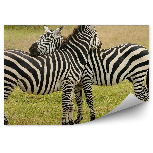 Fototapet pentru perete Zebra animale natura iarba