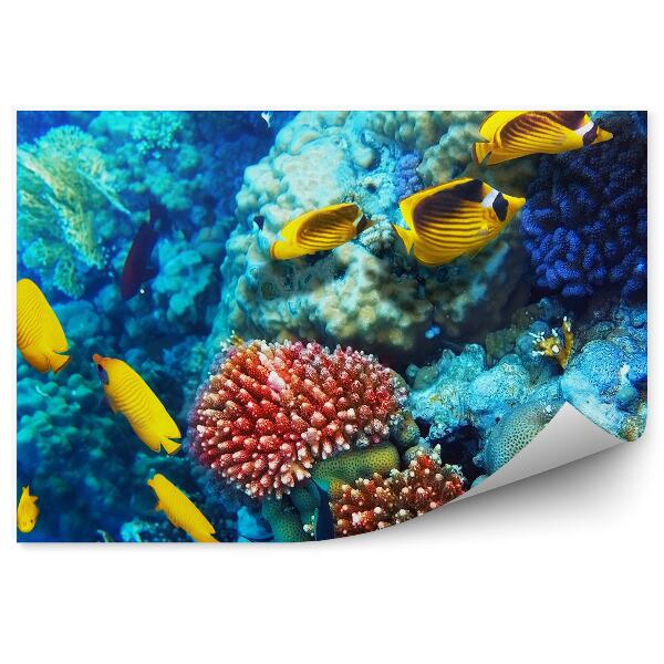 Fototapet pentru perete Pește Galben Coral De La Marea Roșie