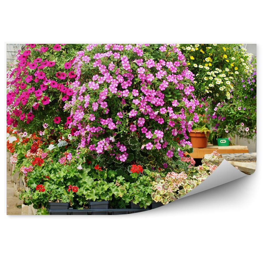 Decor fototapet Sera Cu Flori Colorate In Ghiveci Suspendate