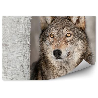 Decor fototapet Lupul Cenușiu De Zăpadă Din Pădure