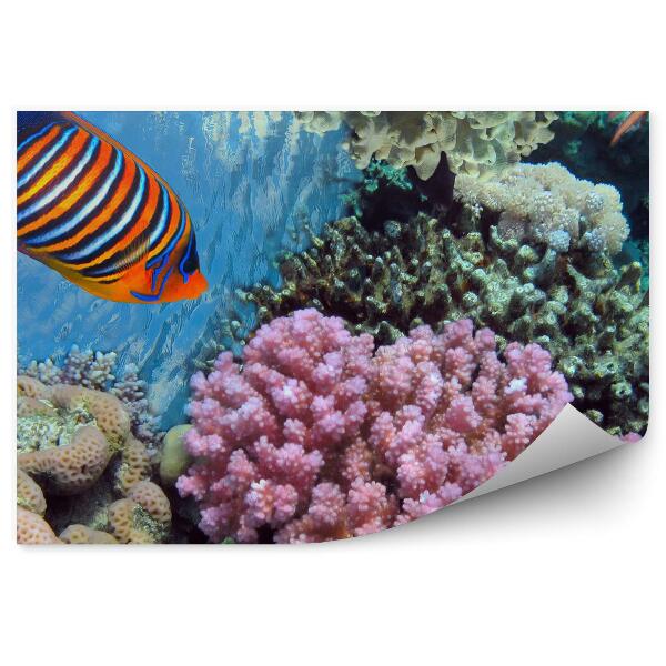 Fototapet Corali Și Pești Tropicali