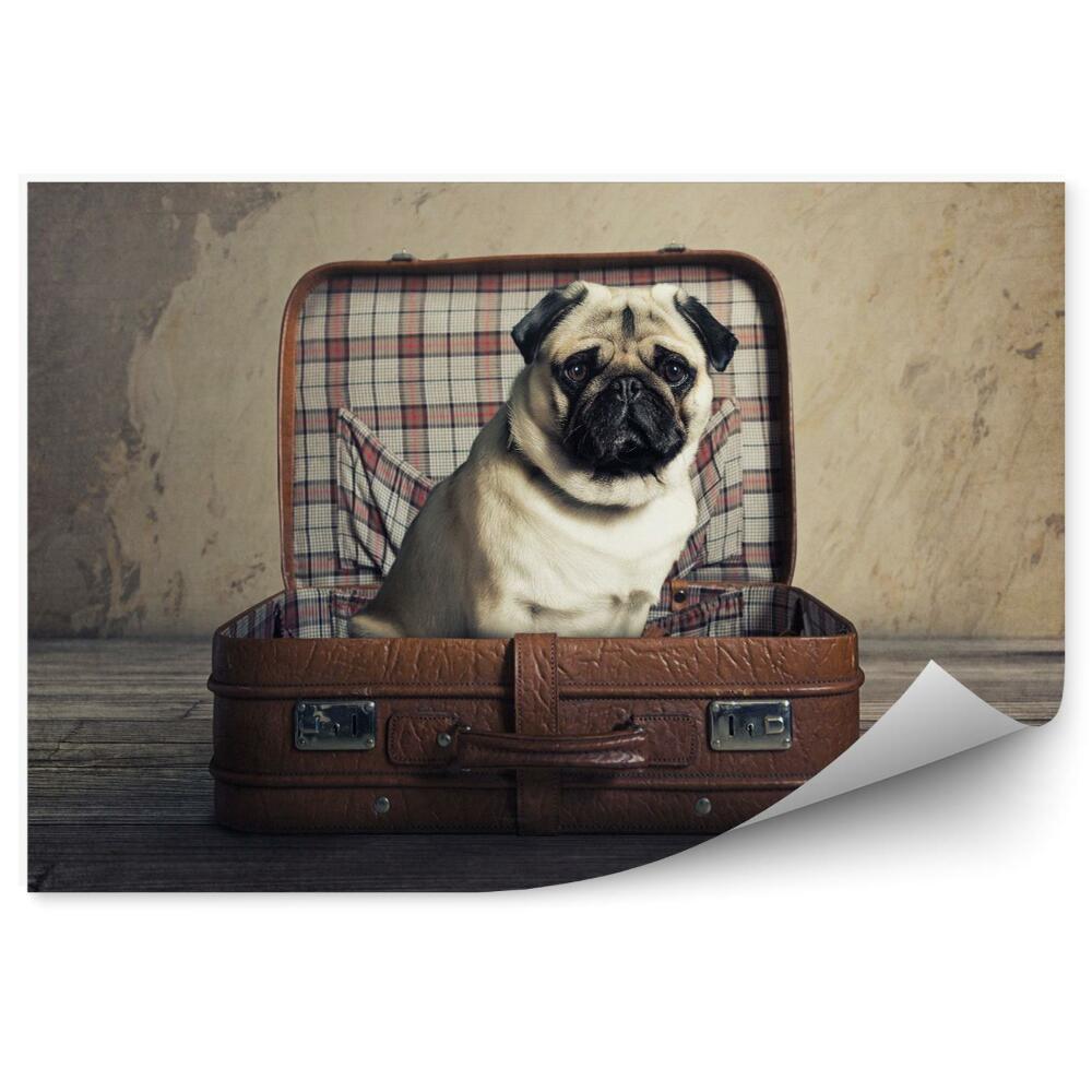 Fototapet perete Dog in a suitcase