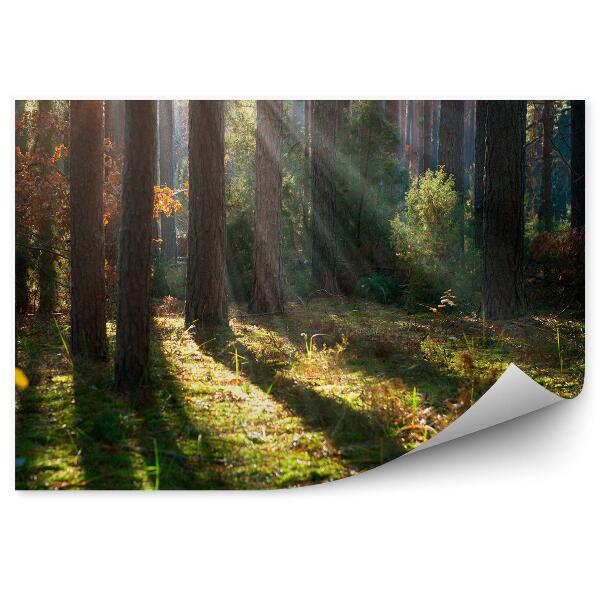 Fototapet vintage Ceață De Pădure De Toamnă