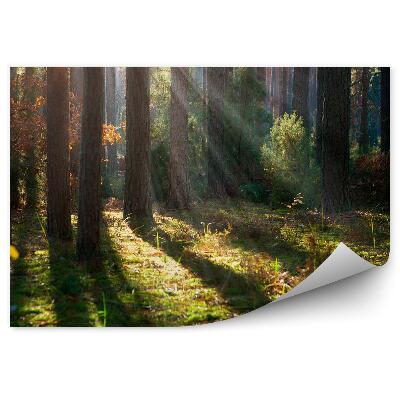 Fototapet vintage Ceață De Pădure De Toamnă