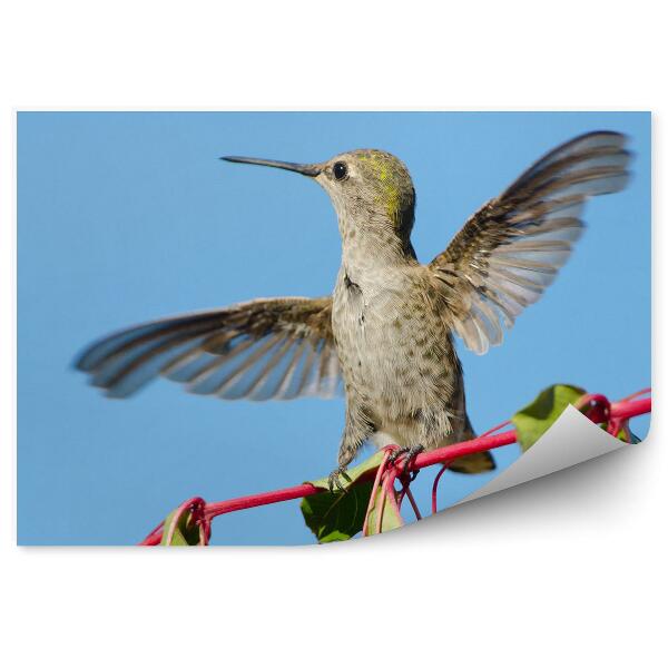 Fototapet Fundal albastru de colibri cu flori roșii fucsia