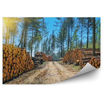 Fototapet Stive de bușteni de copaci drum pădure