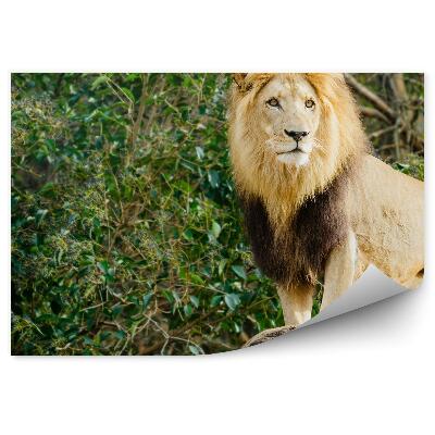 Fototapet pentru perete Un Leu Mascul Stând Pe O Piatră