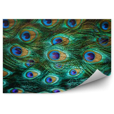 Decor fototapet Pene colorate de păun