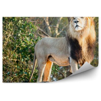 Decor fototapet Leu Mascul În Junglă