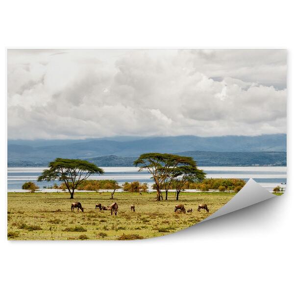 Decor fototapet Copaci De Bivoli Iarbă Lac Munți Naivasha Cer Nori