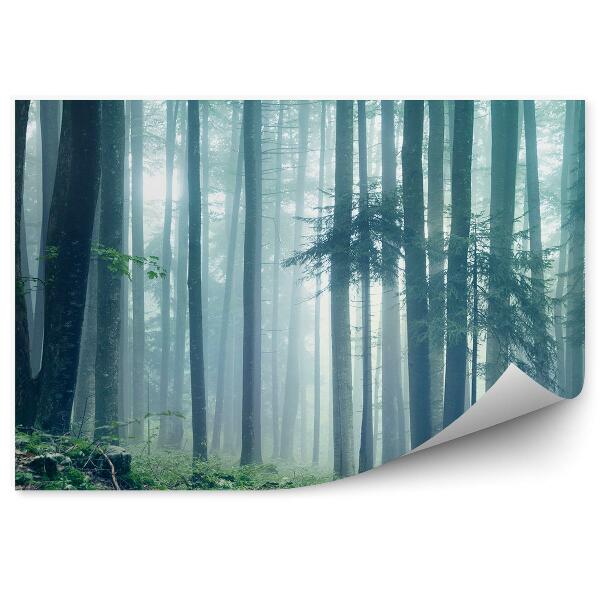 Fototapet perete Peisaj De Pădure Ceață Iarbă Verde
