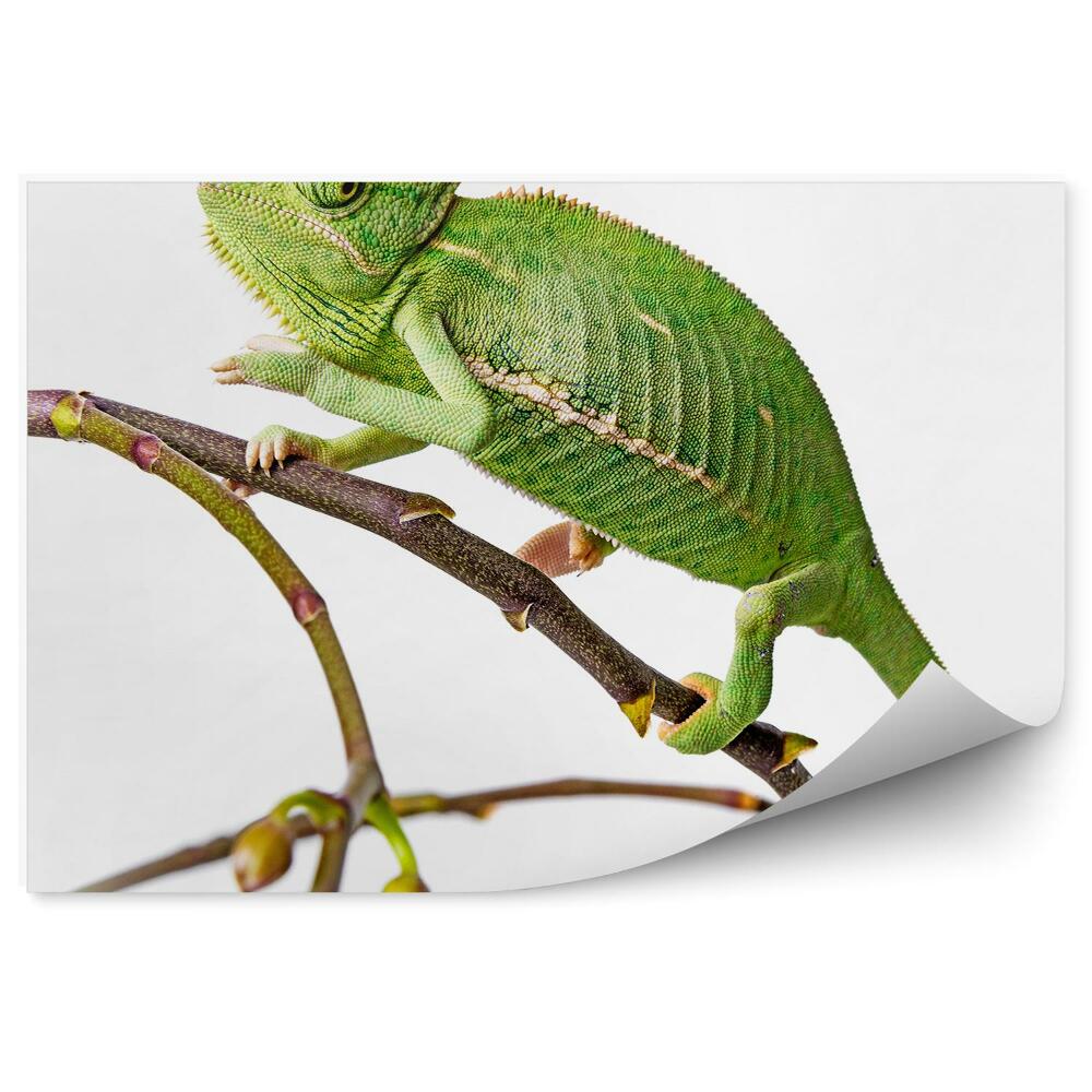 Fototapet perete Cameleon Crenguță De Animal Verde