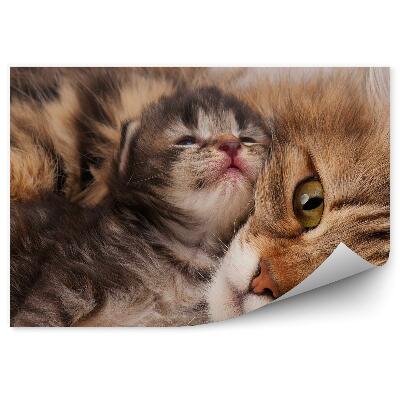 Fototapet Pisica Siberiana Pisicuta Tanara