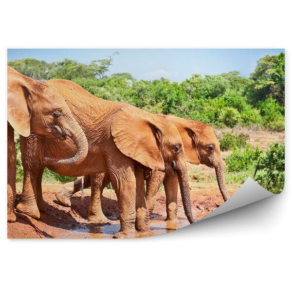 Fototapet Elephant waterhole natura Kenya