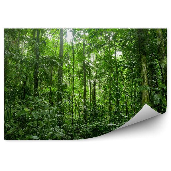 Fototapet pentru perete Pădurea Tropicală Amazoniană