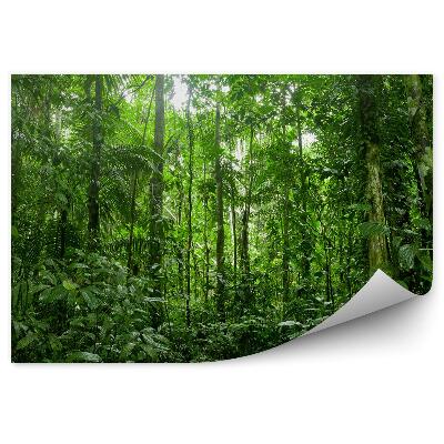 Fototapet pentru perete Pădurea Tropicală Amazoniană