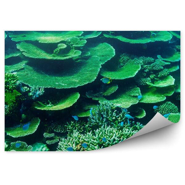 Fototapet vintage Recif de corali pește verde din Maldive