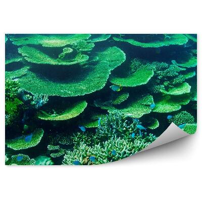 Fototapet vintage Recif de corali pește verde din Maldive