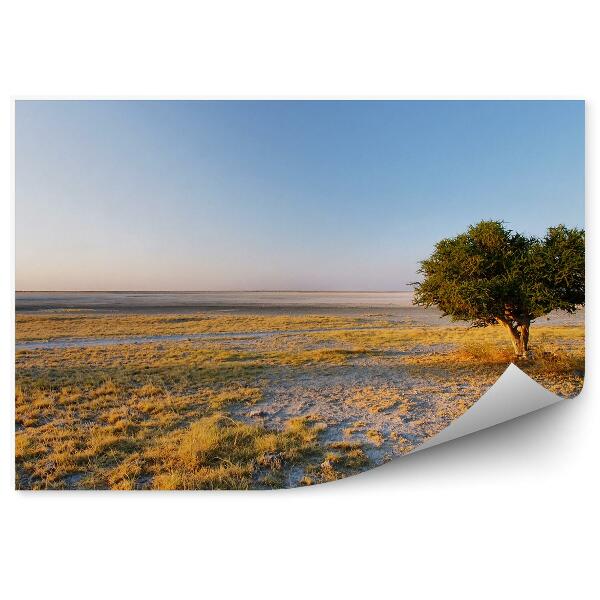 Fototapet Cuba Baobab Insula Iarba Cer Savana